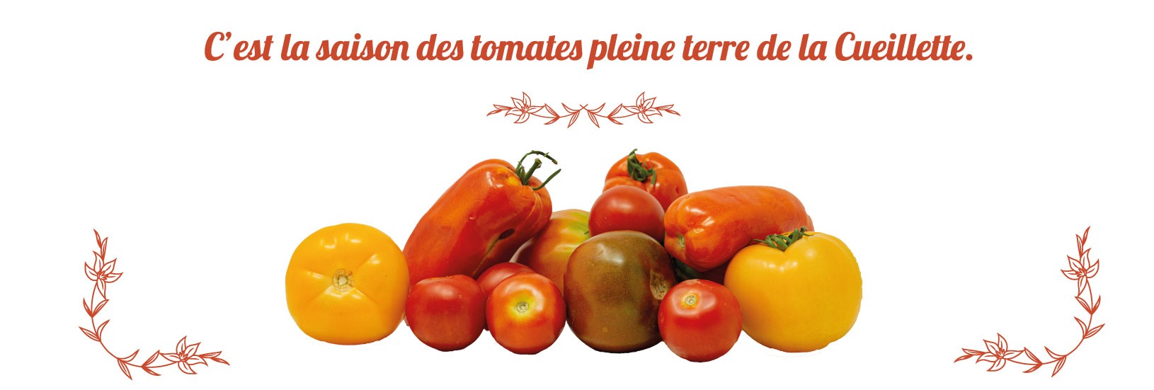 tomates cueillette