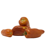 tomates-cornu