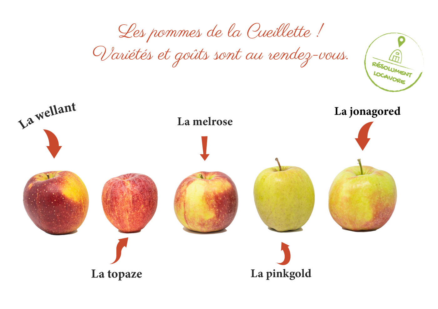 pommes cueillette