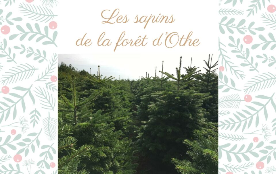 les sapins made in france de la forêt d'othe dans l'aube